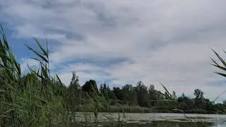 See mit Libellen - 1080p 50fps (30 sec)
