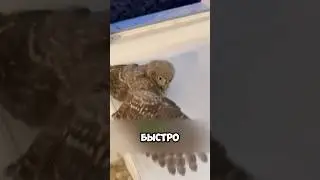 A Man Saved an Owl, But Then This Happened 