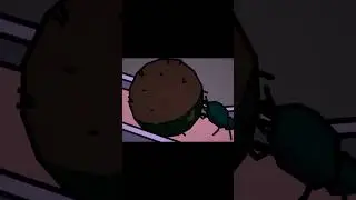 Жук Сизиф 