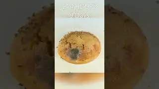 16 Days in 60 Seconds - Dorayaki Rotting Time Lapse