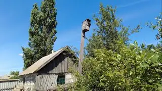Как скворцы кормят своих птенцов