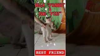 Best friend yuki and bella #cat #rabbit #animals #shorts #foryou #fyp #trending #best #animallover