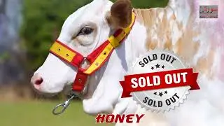SURTI CATTLE SOLD OUT VIDEO 2023
