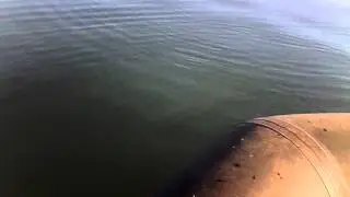 поклевка окуня,оз.Червяное.