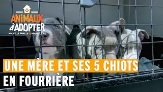 Une mère et ses 5 chiots à la SPA - Animaux À Adopter