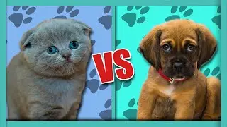 Cats VS Dogs - Which One is BETTER?