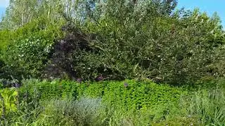 Wisteria to crab apple flowers