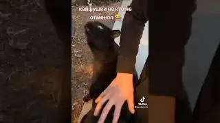 Кот кайфует