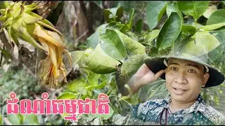 (Vlog) Home Working With Natural Homeland