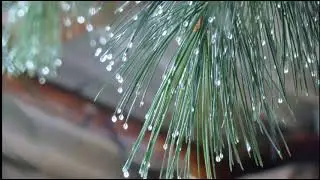 Осень, сударыни, осень ...