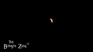 Late Repotting During a Solar Eclipse, The Bonsai Zone, April 2024