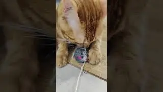 кот АЛЕКС ❤❤
