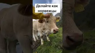 Делайте как норвежцы 