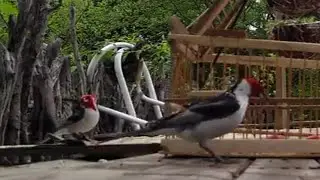 Canto do galo de campina no Direto da Roça