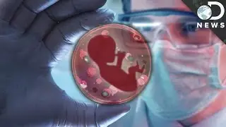 Can We Create New Humans With Bacteria?