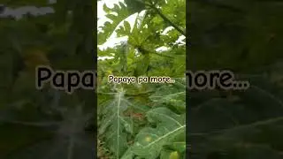 Papaya Pa More #farming #happyfarming #shortsyoutube #shortsfeed #shorts