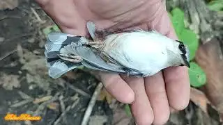 Оце да,!!! вполював птаха якого ще не ловив