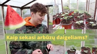 KAIP AUGINTI ARBŪZUS LIETUVOJE? 2 DALIS