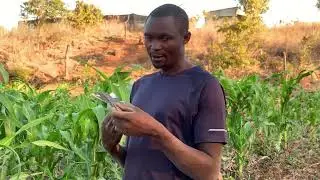 How I catch birds organically by creating N environment for them