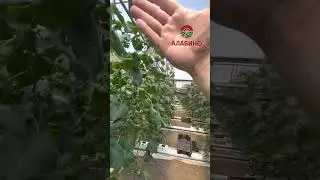 Гидропоника и земля - ШОК 🤯 Отличие на практике, посадка огурца, эксперимент! #гидропоника #шок