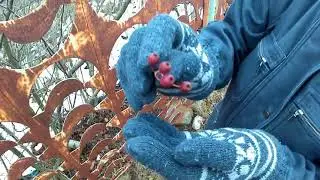 Мы купили землю! Первые дачные квесты | Дачный взгляд