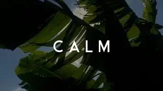 C A L M