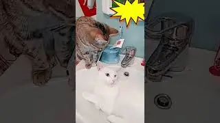 ЗАБАВНЫЕ КОШКИ