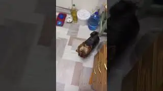 Поздний ужин ---► Тёма и Мотяня! 🏠.