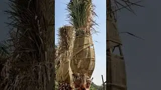 #dubai dates tree