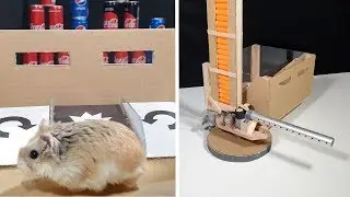 MAJOR HAMSTER uses his NEW AWESOME TOY!