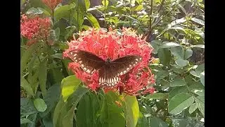 Common crow butterfly feeding on nectar