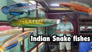 Unboxing channa snakehead | how to maintain channa golden cobra 🐍 belheri redAndreo coimbatore தமிழ்
