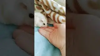 моя семечка 🐹🐹🐹🐁