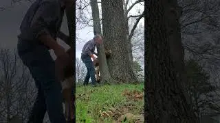 pretty (stupid) calf