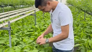 Conheça mais sobre a produção hidropônica em Portugal.
