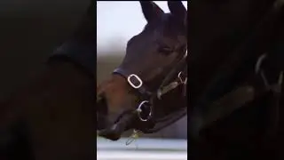 Star Stable English Thoroughbred In Reality | SSO TikTok