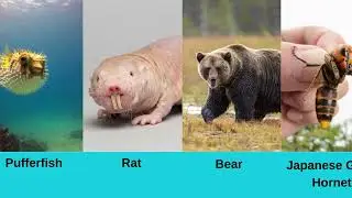 The 34 Most Dangerous Animals on Earth: A Deadly Countdown