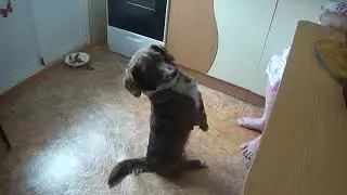 Собака