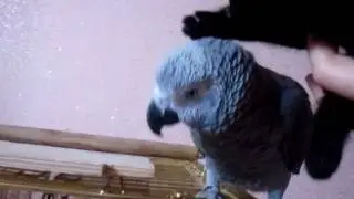 Попугай не боящийся кошек