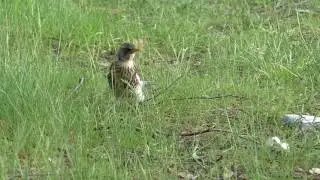 Дрозды на кормёжке