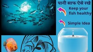 The Ultimate Guide to Aquarium Water Cleaning: Tips and Tricks / By / Aquarium varanasi 