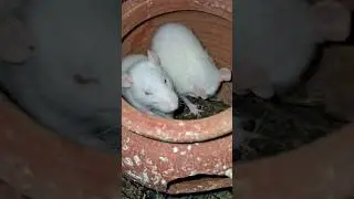 🥰😘❣️❤️😘🥰 