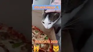 Это Моя #Пицца - Смешные Видео #Приколы с Котами #Funny Cats #Shorts Videos 2023