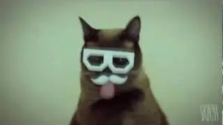 Dubstep Cat