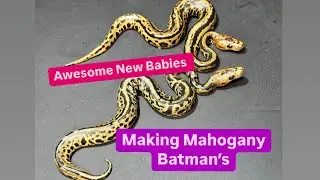 Breeding Snakes .. Mahogany Clown  / Batman Clutch ! Amazing Ball Pythons
