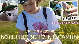 БОЛЬШИЕ ЗЕЛЁНЫЕ САМЦЫ / Ловля ящериц