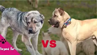 North Caucasian Volkodav vs Kangal -Is Volkodav Stronger than Kangal?