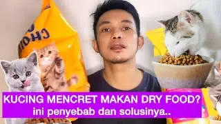 DRY FOOD CAT CHOIZE BIKIN MENCRET? ini penyebab dan solusinya agar kucing gak mencret makan dry food