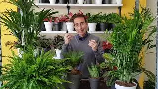 5 PLANTAS SEGURAS (NO TÓXICAS) para GATOS Y PERROS. La VERDAD sobre plantas 