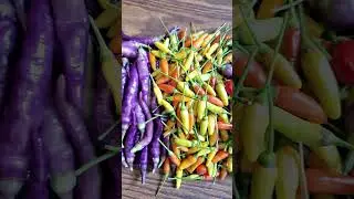 Hot peppers